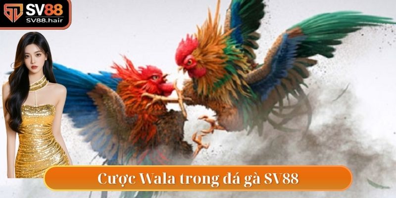 Đá Gà SV88 5 Kèo cược Wala có tại đá gà SV88