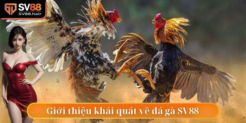 Đá Gà SV88 1 Khái quát thông tin tìm hiểu về đá gà SV88